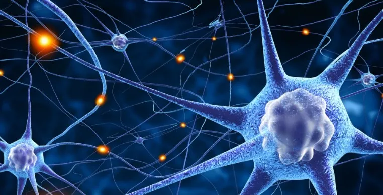 Células madre para la recuperación neuronal en España