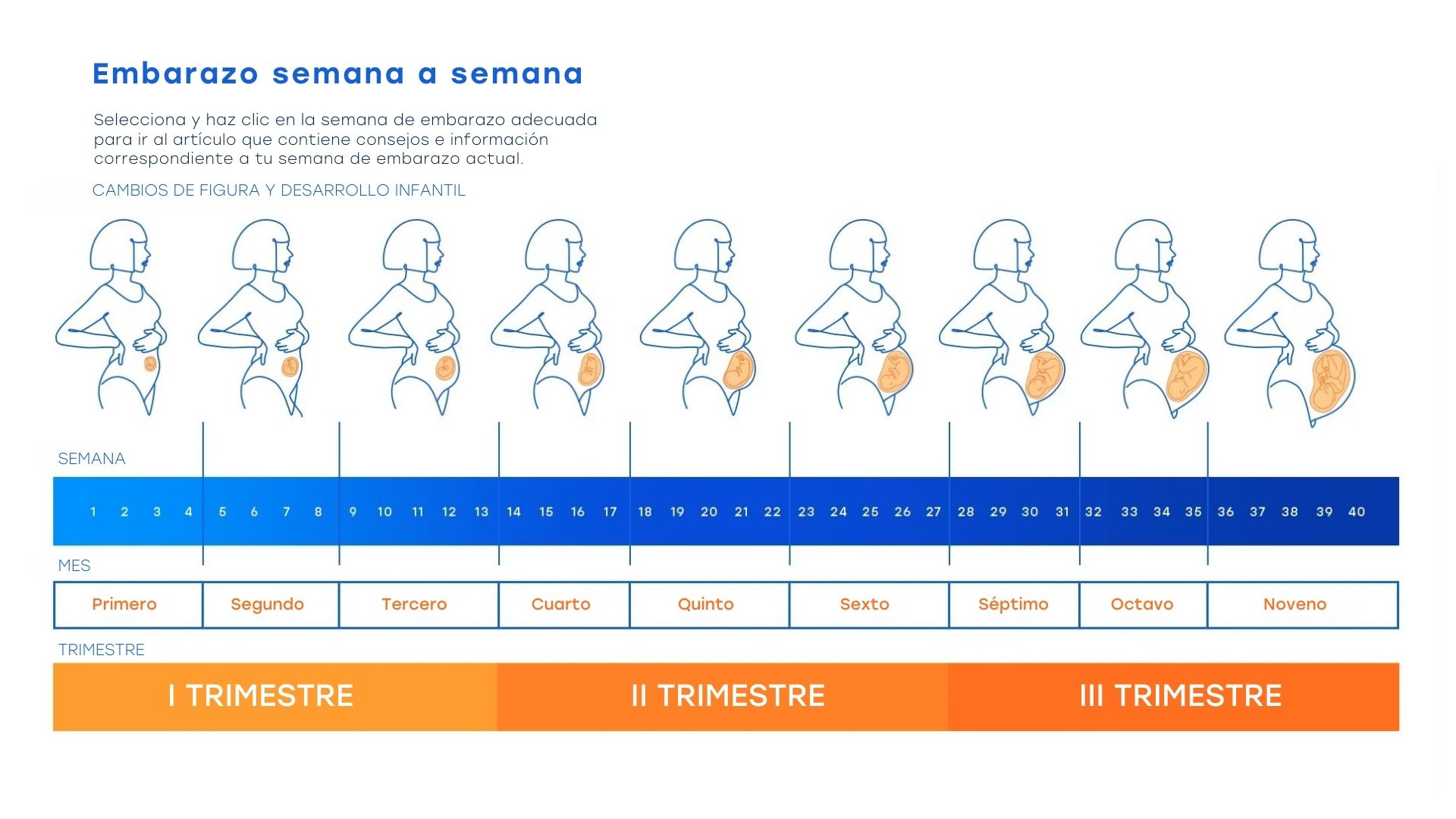 Calendario de embarazos