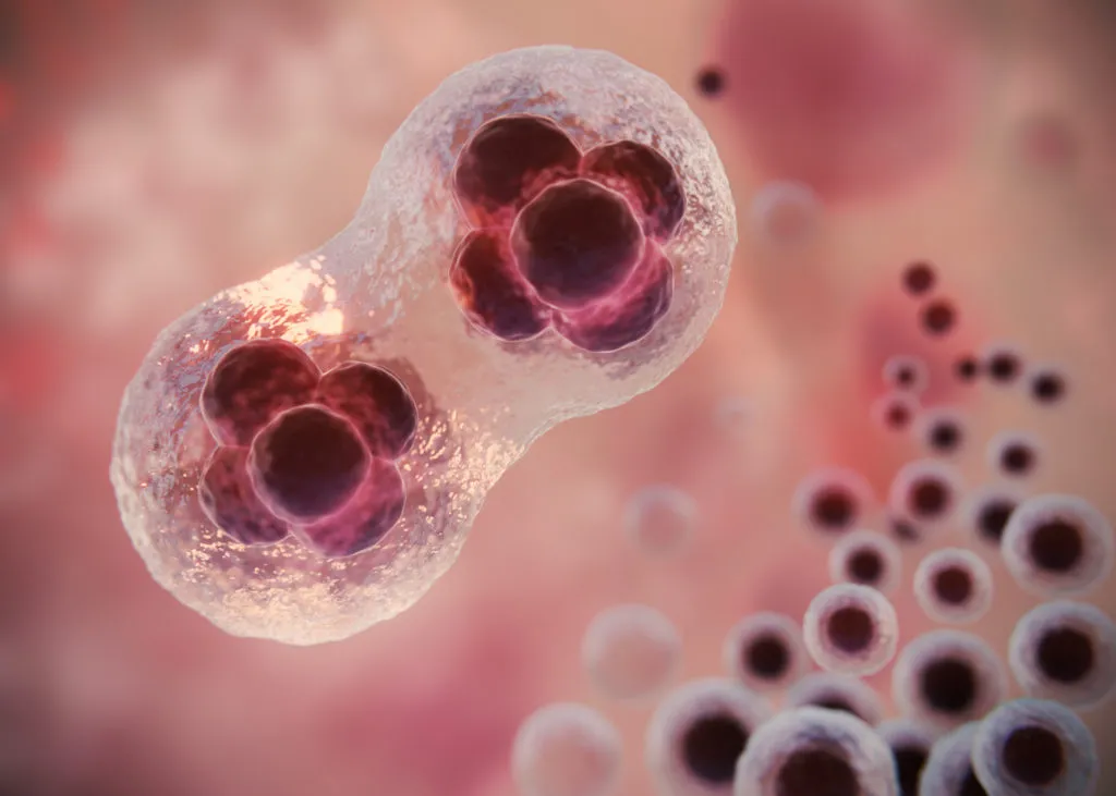 Nuevas líneas de investigación en células madre y medicina regenerativa